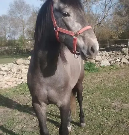 El Abuelo