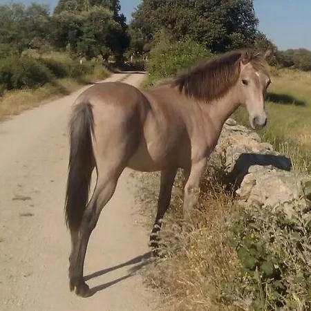 El Abuelo