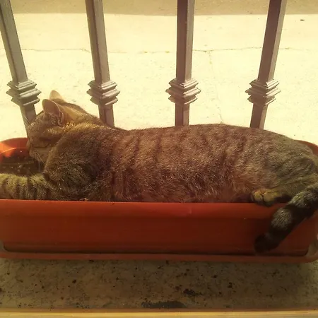 Pensjonat El Abuelo Carbellino