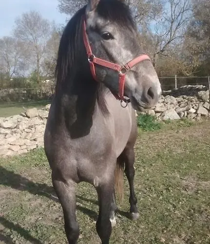 艾尔阿布罗旅馆