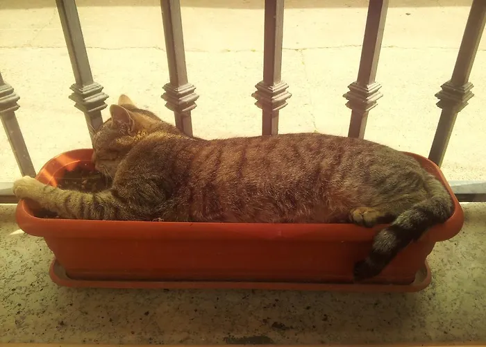 招待所 艾尔阿布罗旅馆 Carbellino