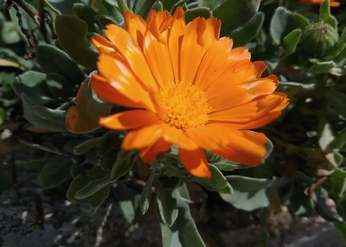 艾尔阿布罗旅馆 Carbellino